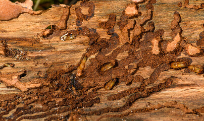 stages of European spruce bark beetle (Ips typographus) in damaged wood with its corridors and chambers