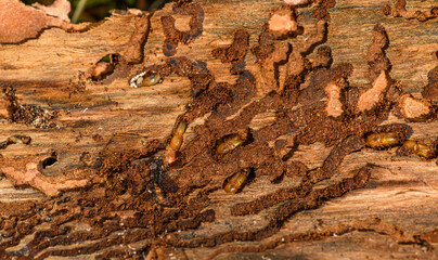 stages of European spruce bark beetle (Ips typographus) in damaged wood with its corridors and...