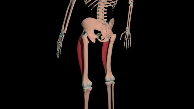 Rectus Femoris Muscles Full Roration Loop
