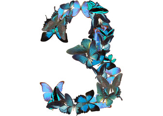 number of blue butterfly