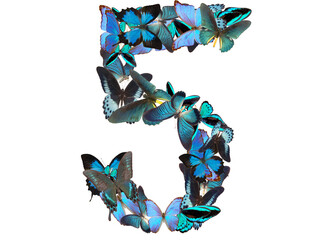 number of blue butterfly