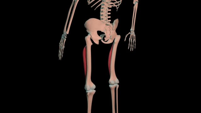 Vastus Intermedialis Muscles Full Roration Loop