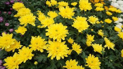 The yellow chrysanthemum that bloomed together