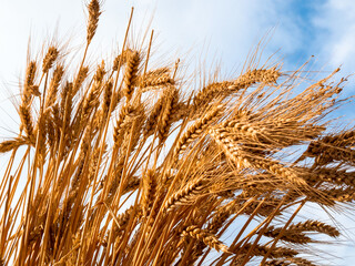 Fototapeta premium Golden wheat ears against blue sky