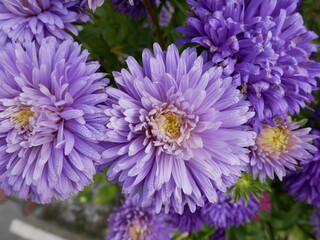 Beautiful purple chrysanthemums with droplets of water on the petals grow on the flowerbed on a sunny autumn day.