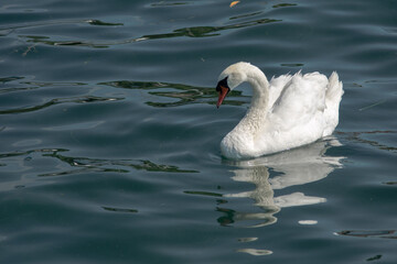Naklejka premium CIGNO BIANCO IN ACQUA