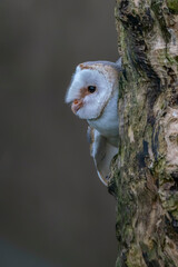 Beautiful Barn owl (Tyto alba) sitting on a tree trunk. Dark black background. Noord Brabant in the Netherlands. Looking in the camera. Night shot. Peek a boo owl. Hide and seek owl.
