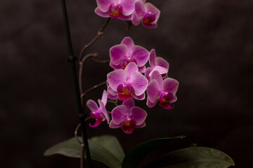 Phalaenopsis orchid flower on a black background in a pot