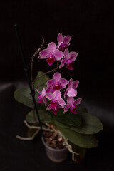 Phalaenopsis orchid flower on a black background in a pot