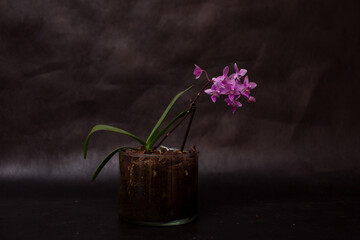 Phalaenopsis orchid flower on a black background in a pot