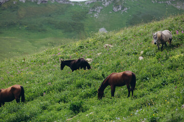 The nature of the Caucasus. Meadow and herd of horses