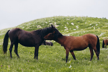 The nature of the Caucasus. Meadow and herd of horses