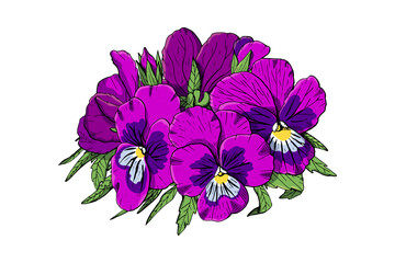 Hand drawn pansy flowers clipart. Floral design element. Isolated on white background. Vector illustration.