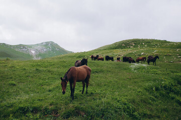 The nature of the Caucasus. Meadow and herd of horses