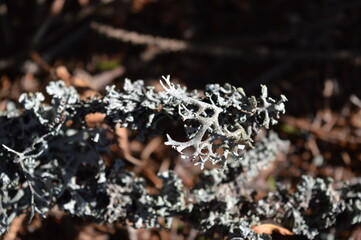 close up of a mushroom