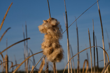 Samenstand des Rohrkolben vor blauem Himmel © Klaus Veitengruber