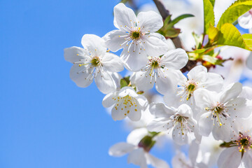 Naklejka na ściany i meble white cherry blossom closeup background blurred.Spring season.