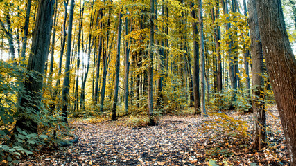 A forest in Chisinau, Moldova