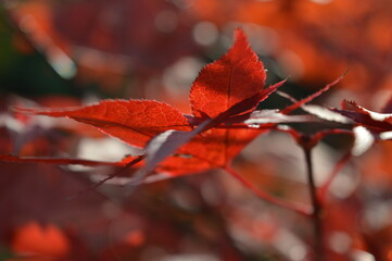 red autumn leaves