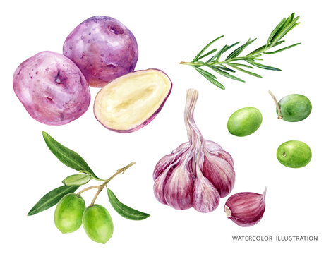 Potato rosemary garlic olives food set watercolor illustration isolated on white background
