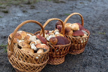 Paved country road in the mountains and three baskets of large porcini mushrooms for sale. Magnificent large forest mushrooms on the side of the road.
