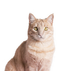 Beautiful cat front view isolated white background pet animal yellow eyes beige color
