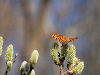 Comma butterfly (Polygonia c-album) feeding on catkin