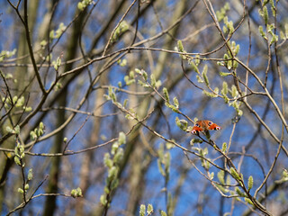 European peacock butterfly (Aglais io) feeding on catkin