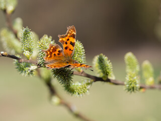 Comma butterfly (Polygonia c-album) feeding on catkin