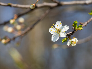 White flower of tree blooming in spring