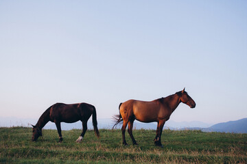 Obraz premium The nature of the Caucasus. Herd of horses grazing