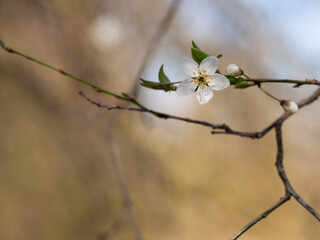 White flower of tree blooming in spring