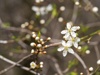 White flower of tree blooming in spring