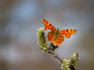 Comma butterfly (Polygonia c-album) feeding on catkin