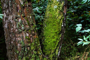 Tree trunk in a forest, Chisinau, Moldova