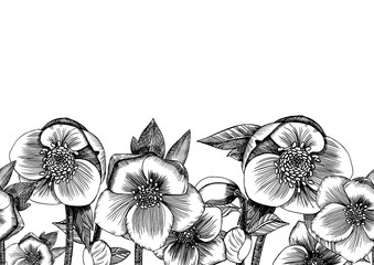 Seamless pattern of hellebore flowers. Graphics. Engraving. Hand-drawn on a white background. Background of spring flowers