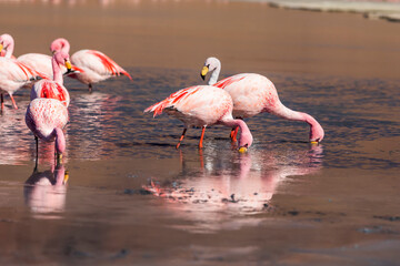 Flamingos on lake in Andes, the southern part of Bolivia.