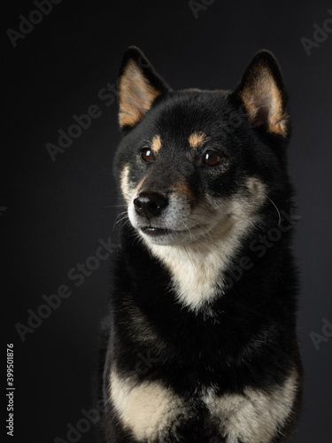 Black Dog On A Black Background Portrait Of Shiba Inu In The Studio Pet Indoors Wall Mural Annaav Black Dog On A Black Background Portrait Of Shiba Inu In The Studio Pet Indoors Wall Mural Annaav