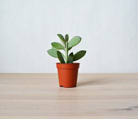Senecio crassicaulis blue-grey house plant in brown pot on wooden desk over white	