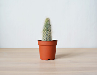 Cactus green house plant in brown pot on wooden desk over white	