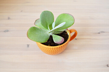 Kalanchoe house plant in orange cup on wooden desk