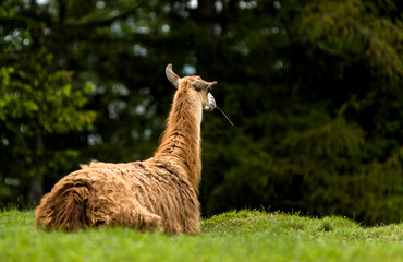Lama dans un parc alpin aux Houches, France