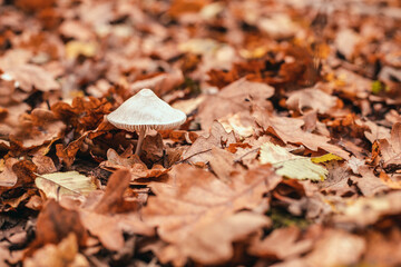 Obraz premium White poisonous and dangerous toadstool mushroom with a gray cap grows under yellow fallen leaves in the autumn forest.