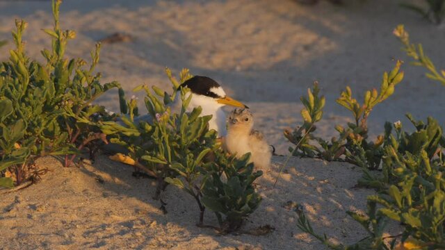 high frame rate clip of a little tern and its chick sitting together at sunset on a beach at the entrance in nsw, australia