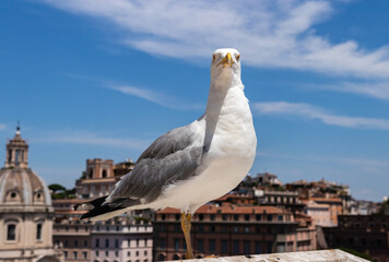 seagull in front of the camera. the bird stands sideways.