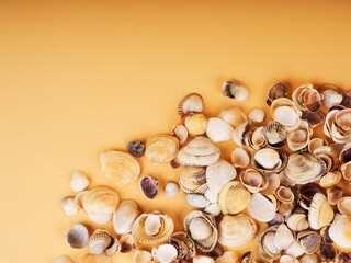 a lot of small shells on a solid background, a copy of the design space, the concept of rest, a postcard