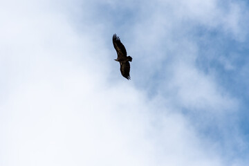 Vulture flying over a blue sky with clouds.