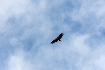 Vulture flying over a blue sky with clouds.