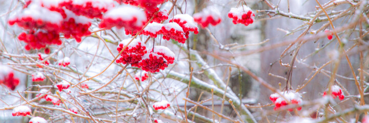 red juicy viburnum berries covered with snow and ice, selective focus, blur