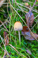 mushroom in the forest